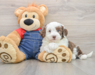 6 week old Mini Sheepadoodle Puppy For Sale - Pilesgrove Pups