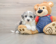 7 week old Mini Sheepadoodle Puppy For Sale - Pilesgrove Pups