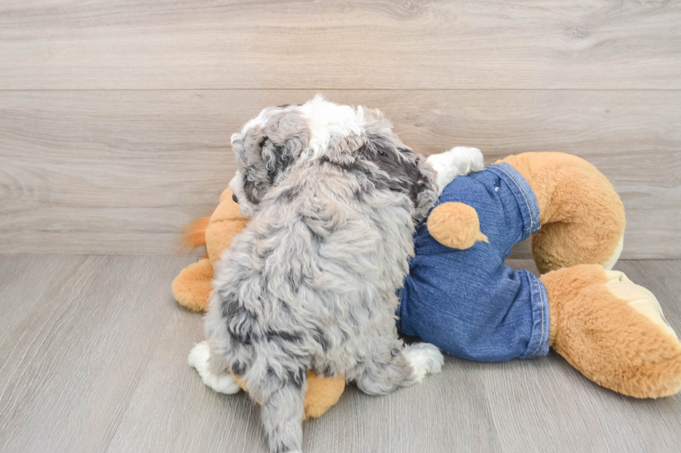 Mini Sheepadoodle Pup Being Cute