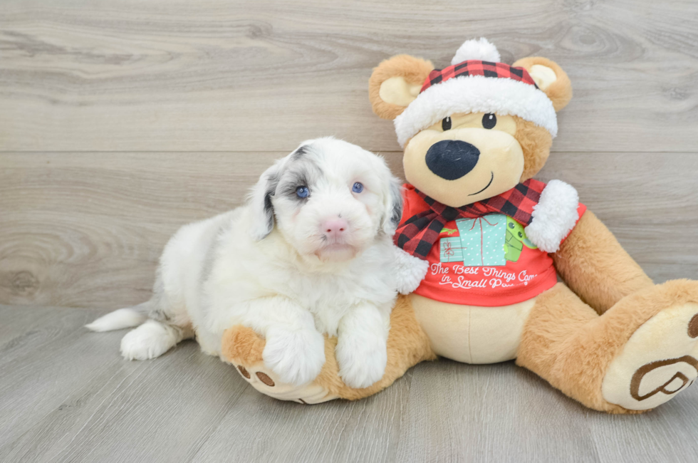 5 week old Mini Sheepadoodle Puppy For Sale - Pilesgrove Pups