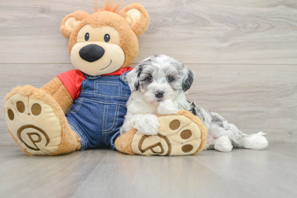 Cute Mini Sheepadoodle Baby