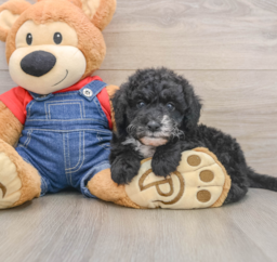 6 week old Mini Sheepadoodle Puppy For Sale - Pilesgrove Pups