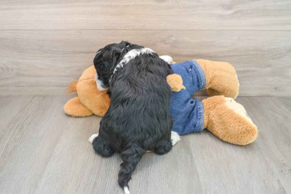 Little Sheeppoo Poodle Mix Puppy