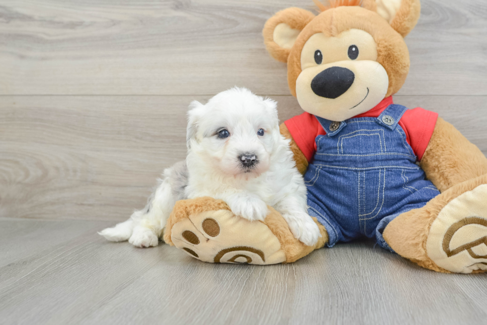 Adorable Sheepdogpoo Poodle Mix Puppy