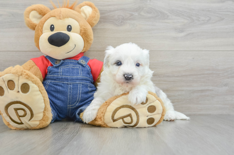 8 week old Mini Sheepadoodle Puppy For Sale - Pilesgrove Pups