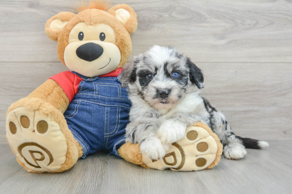 6 week old Mini Sheepadoodle Puppy For Sale - Pilesgrove Pups