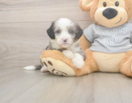5 week old Mini Sheepadoodle Puppy For Sale - Pilesgrove Pups