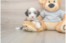 Sweet Mini Sheepadoodle Baby
