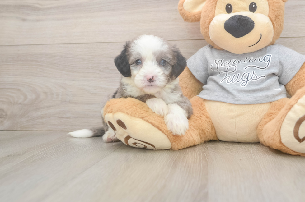 5 week old Mini Sheepadoodle Puppy For Sale - Pilesgrove Pups