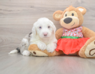 5 week old Mini Sheepadoodle Puppy For Sale - Pilesgrove Pups