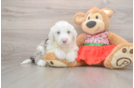 Happy Mini Sheepadoodle Baby