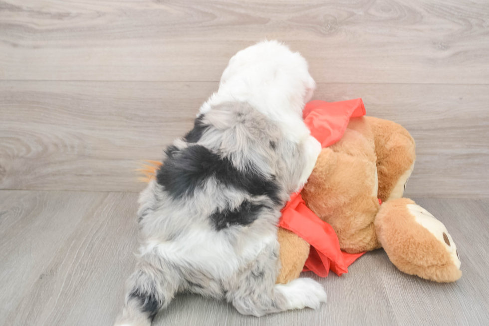 Fluffy Mini Sheepadoodle Poodle Mix Pup
