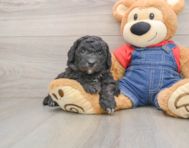 5 week old Mini Sheepadoodle Puppy For Sale - Pilesgrove Pups