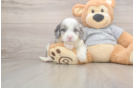 Little Sheeppoo Poodle Mix Puppy