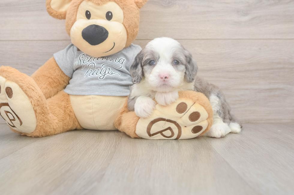 5 week old Mini Sheepadoodle Puppy For Sale - Pilesgrove Pups