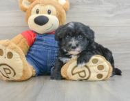 7 week old Mini Sheepadoodle Puppy For Sale - Pilesgrove Pups