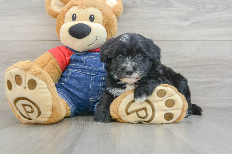 6 week old Mini Sheepadoodle Puppy For Sale - Pilesgrove Pups
