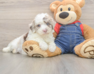 6 week old Mini Sheepadoodle Puppy For Sale - Pilesgrove Pups