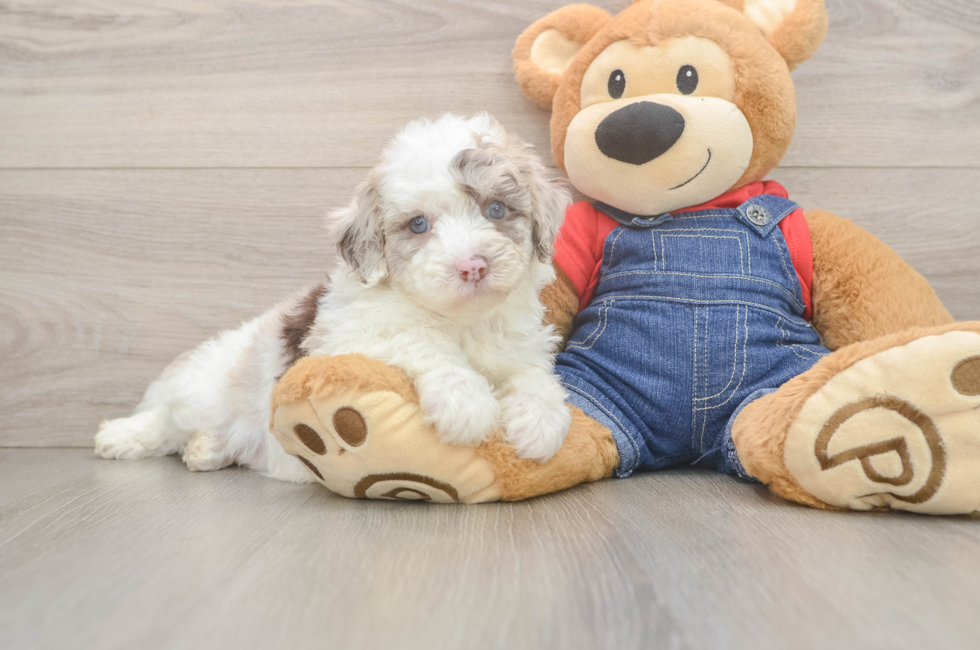 6 week old Mini Sheepadoodle Puppy For Sale - Pilesgrove Pups