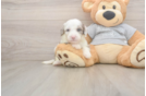 Adorable Sheepdogpoo Poodle Mix Puppy