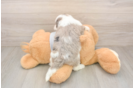 Mini Sheepadoodle Pup Being Cute