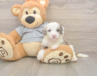 8 week old Mini Sheepadoodle Puppy For Sale - Pilesgrove Pups