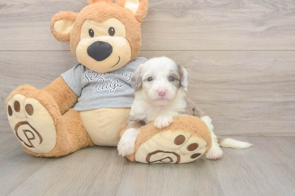 5 week old Mini Sheepadoodle Puppy For Sale - Pilesgrove Pups