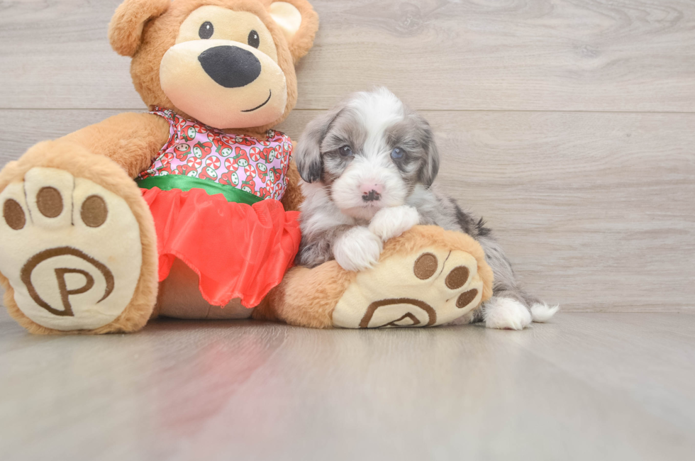 5 week old Mini Sheepadoodle Puppy For Sale - Pilesgrove Pups