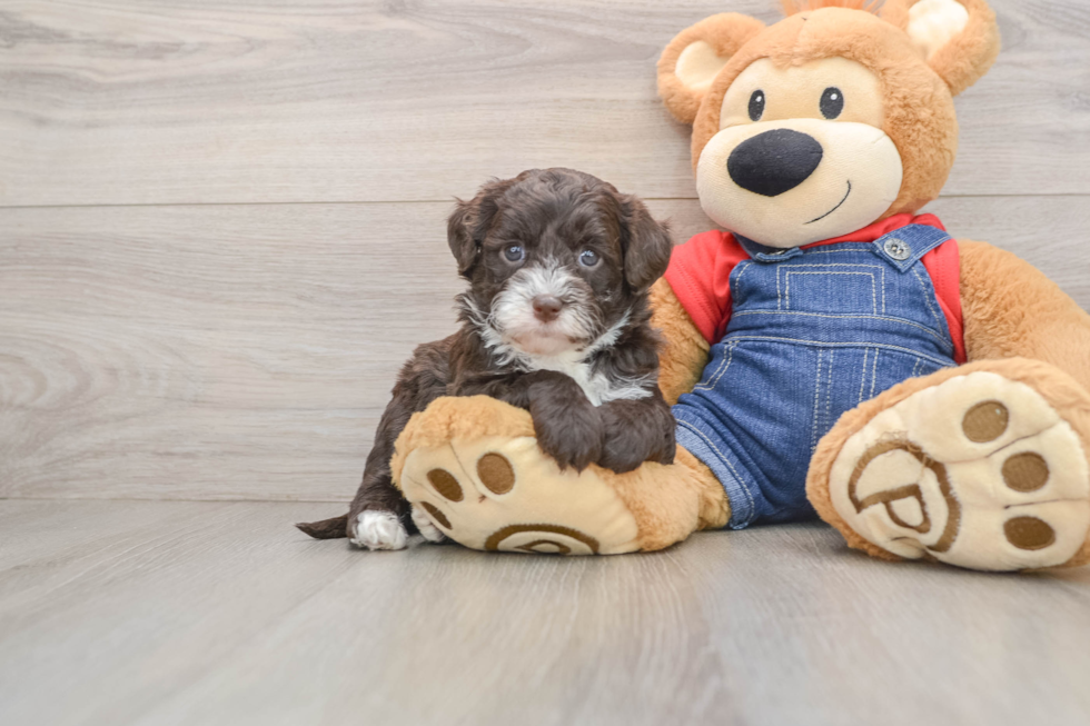 Best Mini Sheepadoodle Baby