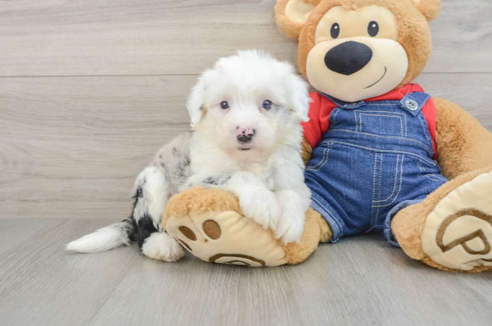 6 week old Mini Sheepadoodle Puppy For Sale - Pilesgrove Pups