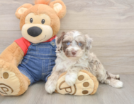 6 week old Mini Sheepadoodle Puppy For Sale - Pilesgrove Pups