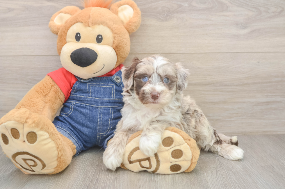 6 week old Mini Sheepadoodle Puppy For Sale - Pilesgrove Pups