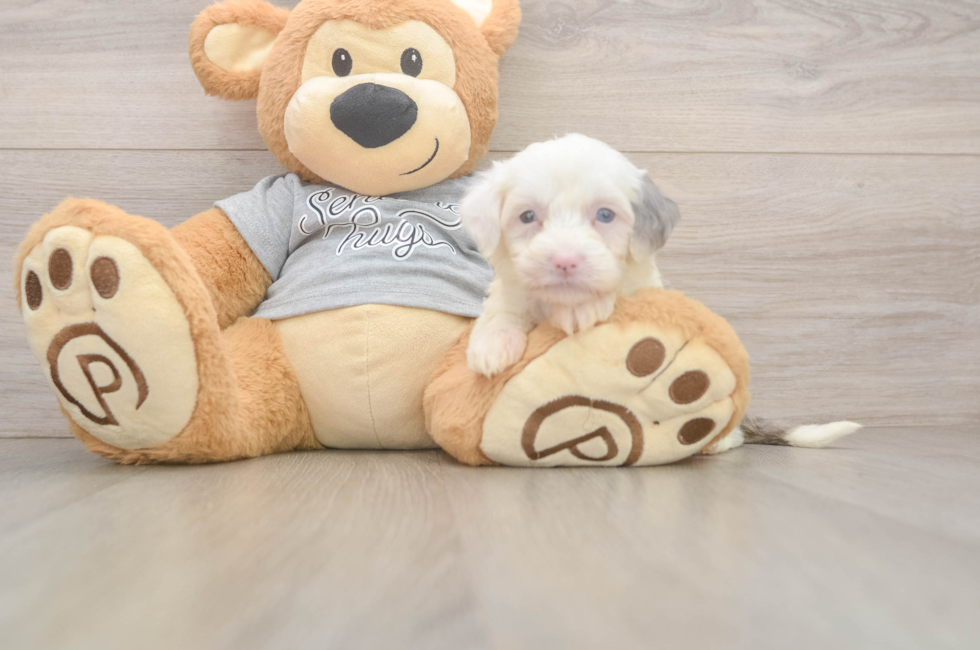 5 week old Mini Sheepadoodle Puppy For Sale - Pilesgrove Pups