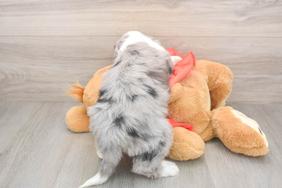 Best Mini Sheepadoodle Baby