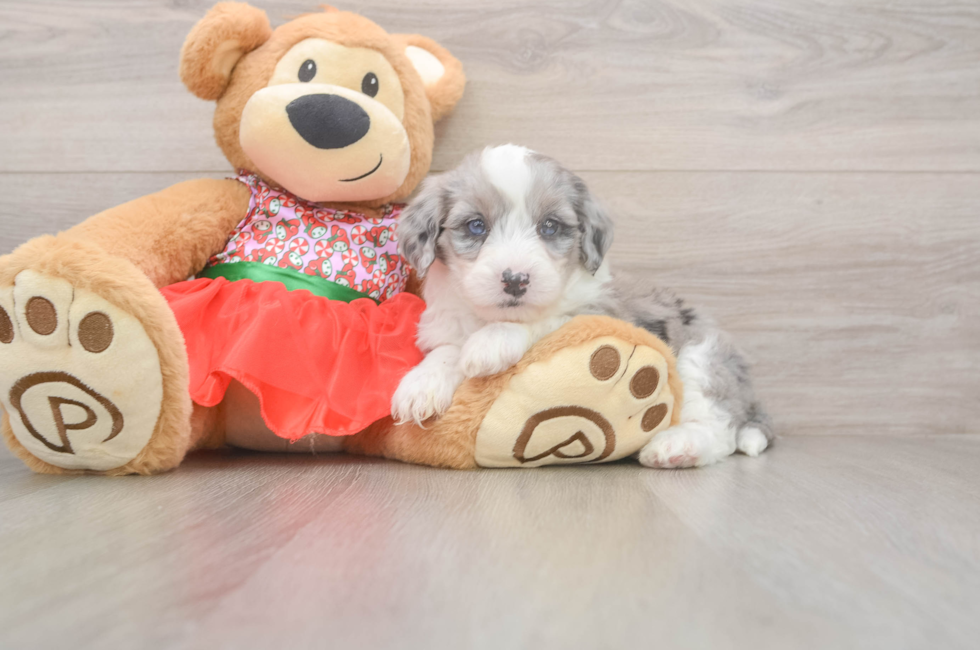 5 week old Mini Sheepadoodle Puppy For Sale - Pilesgrove Pups
