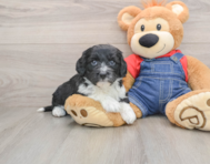 5 week old Mini Sheepadoodle Puppy For Sale - Pilesgrove Pups