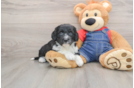 Adorable Sheepdogpoo Poodle Mix Puppy