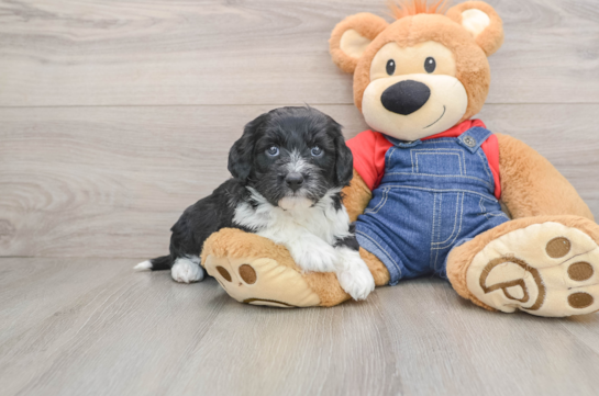 Adorable Sheepdogpoo Poodle Mix Puppy
