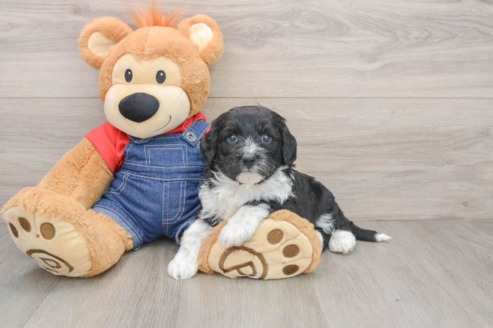 Best Mini Sheepadoodle Baby