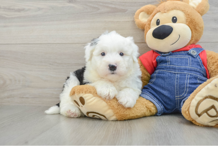 Fluffy Mini Sheepadoodle Poodle Mix Pup