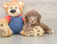 5 week old Mini Sheepadoodle Puppy For Sale - Pilesgrove Pups
