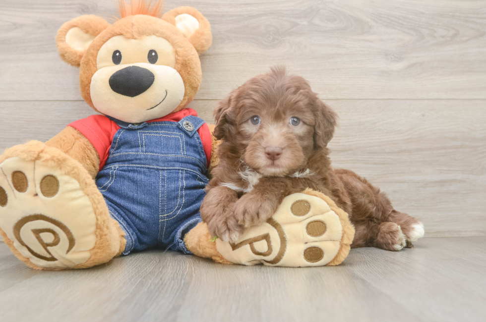 6 week old Mini Sheepadoodle Puppy For Sale - Pilesgrove Pups