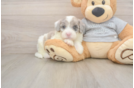 Popular Mini Sheepadoodle Poodle Mix Pup