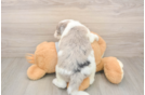 Mini Sheepadoodle Puppy for Adoption