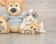 5 week old Mini Sheepadoodle Puppy For Sale - Pilesgrove Pups