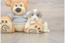 Hypoallergenic Sheep a Poo Poodle Mix Puppy