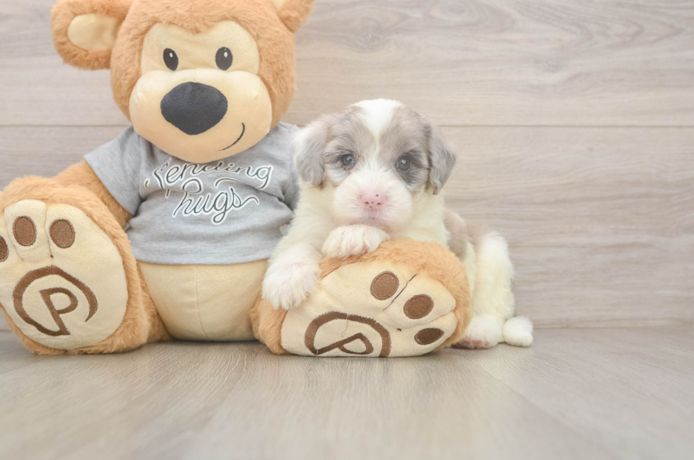 5 week old Mini Sheepadoodle Puppy For Sale - Pilesgrove Pups