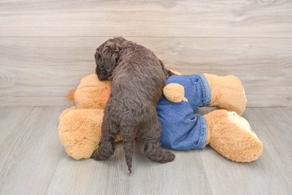 Mini Sheepadoodle Pup Being Cute