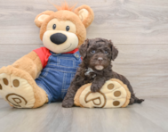 5 week old Mini Sheepadoodle Puppy For Sale - Pilesgrove Pups