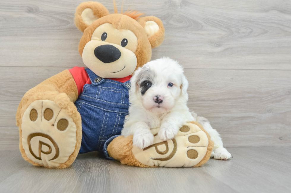 8 week old Mini Sheepadoodle Puppy For Sale - Pilesgrove Pups